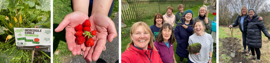 courgette plant, a pair of hands full of strawberries, edible meanwood volunteers at a planting session, planting a tree